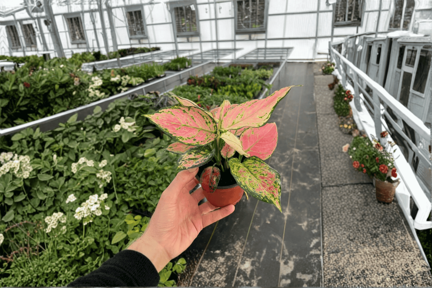 Aglaonema Red Valentine 2 Live Plants – 4-Inch Pots – Aglaonema ‘Red Valentine’