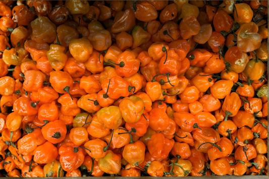 3 Jay's Peach Ghost Scorpion Live Pepper Plants 75+ Days Old – Capsicum chinense