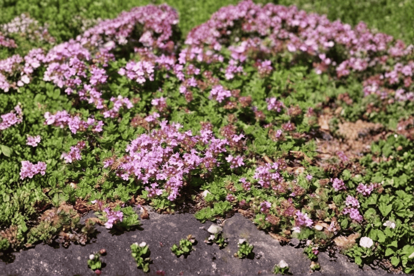 Red Creeping Thyme 1 Live Plant – 4-Inch Pot – Thymus praecox ‘Coccineus’