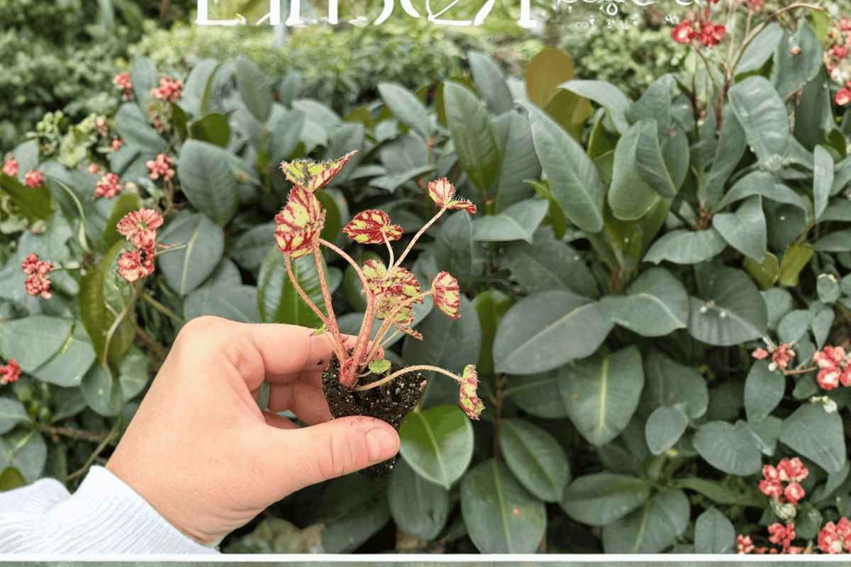 Begonia Tiger Kitten 2 Exact Starter Plants – Begonia ‘Tiger Kitten’ 2” Size Bare Root