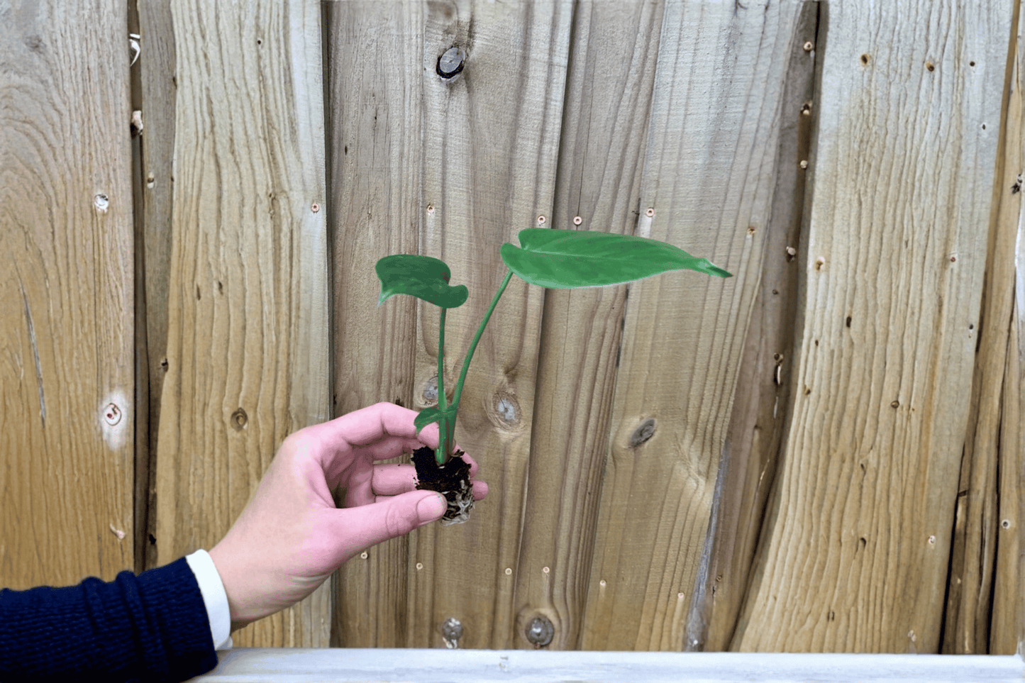 2 Monstera deliciosa 'Swiss Cheese Plant' Starter Plants – Bare Root Live Monstera