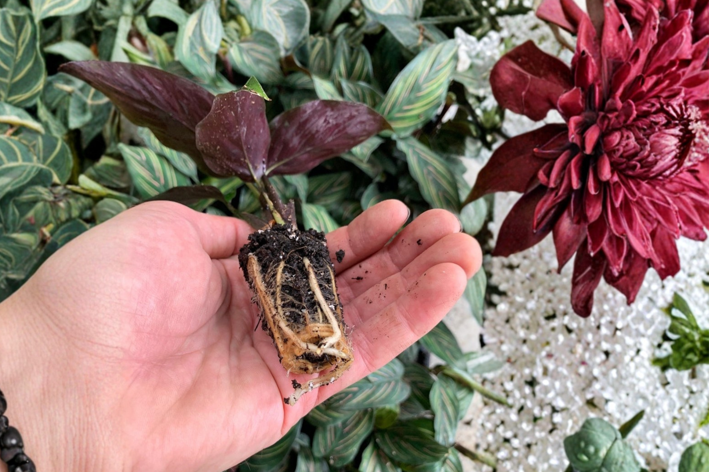 2 Calathea Beauty Star Live Starter Plants – Bare Root with Soil Pod (Goeppertia ornata 'Beauty Star')