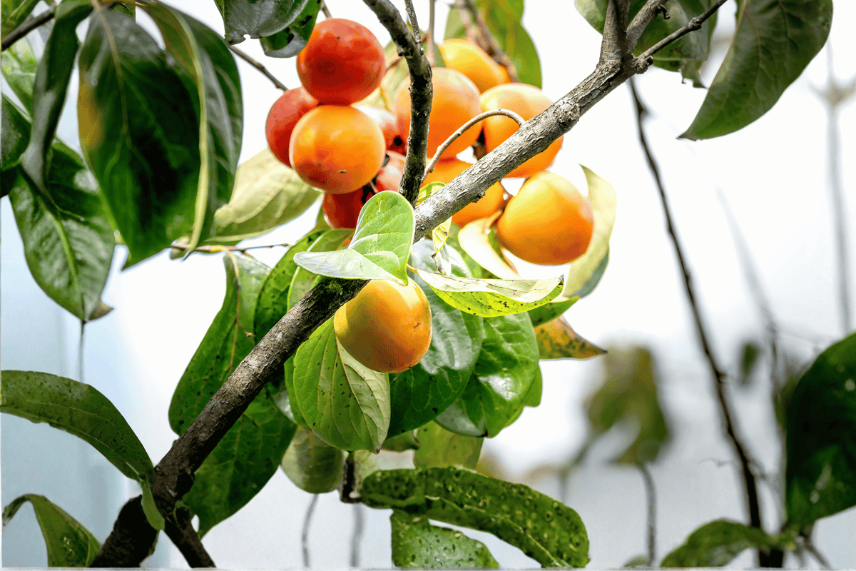 American Persimmon 1 Live Tree – Diospyros virginiana – 3 Gallon Pot
