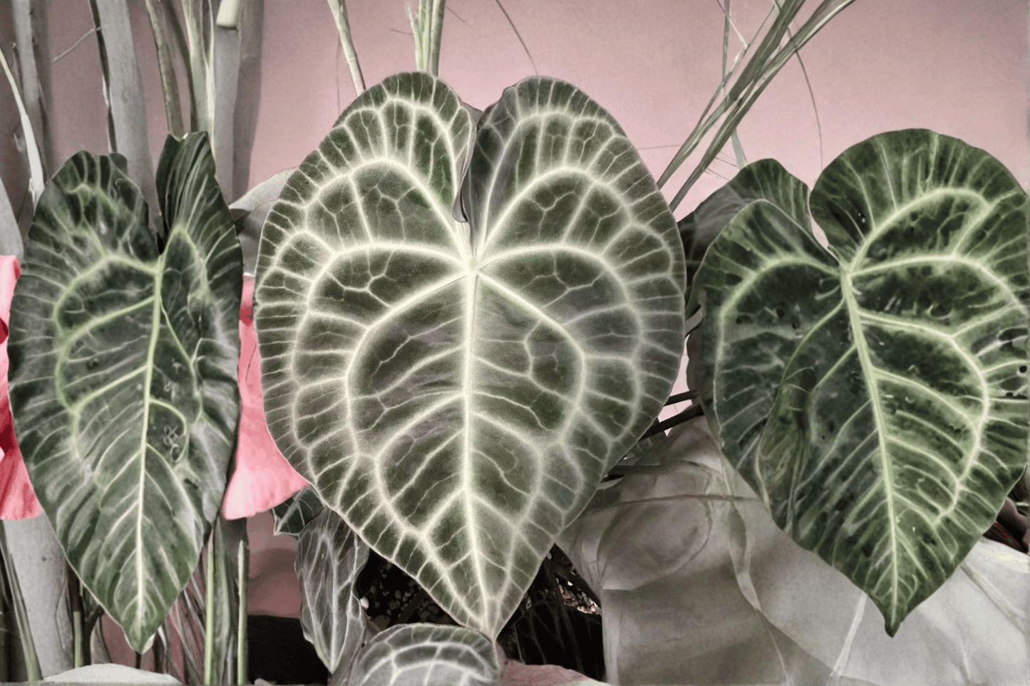 2 Anthurium 'Velvet Cardboard' Tissue Culture Plants Bare Root