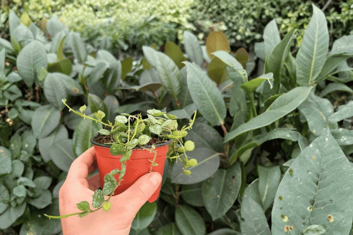2 Hoya Curtisii Exact Live Plants – Specific Plants in 4” Pots
