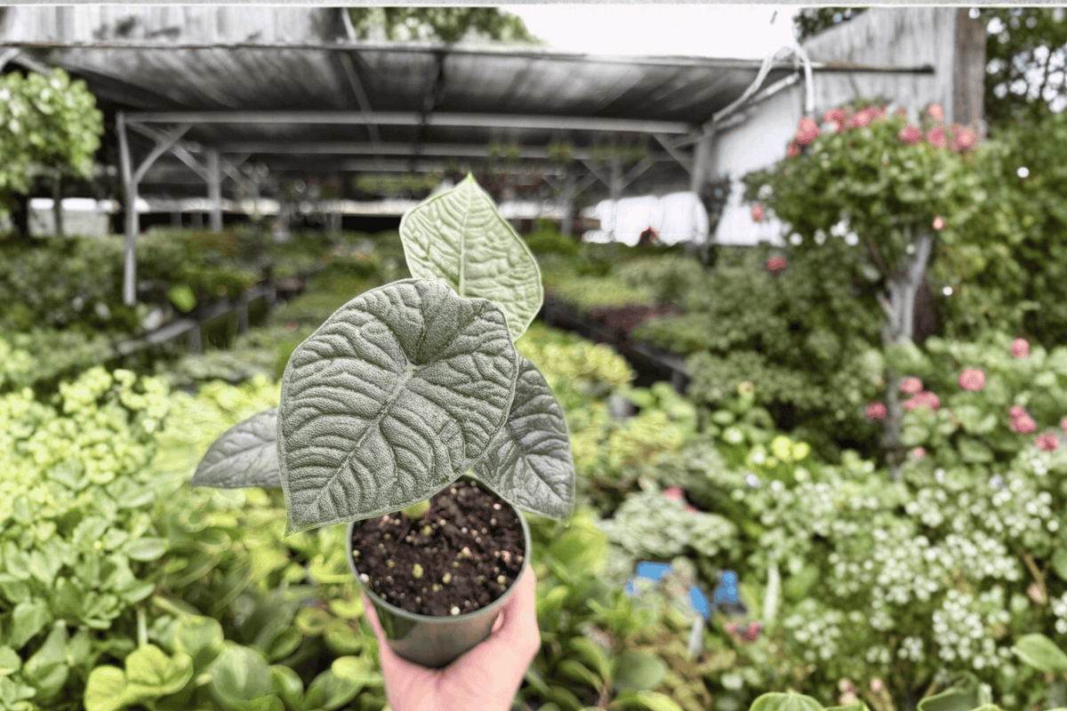 Alocasia Melo 2 Exact Live Plants – 4-Inch Pots – Alocasia melo