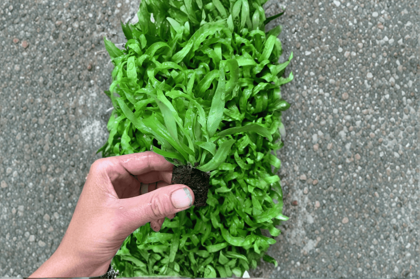 2 Asplenium antiquum 'Hurricane' Fern Starter Plants – Bird's Nest Fern Bare Root