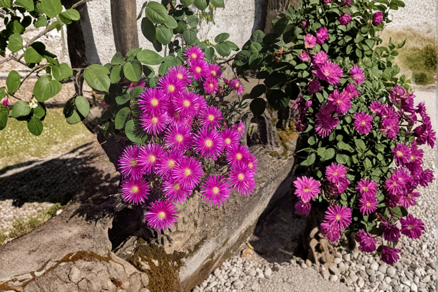 Yellow Hardy Ice Plant Live Succulent 4 Inches – Delosperma nubigenum