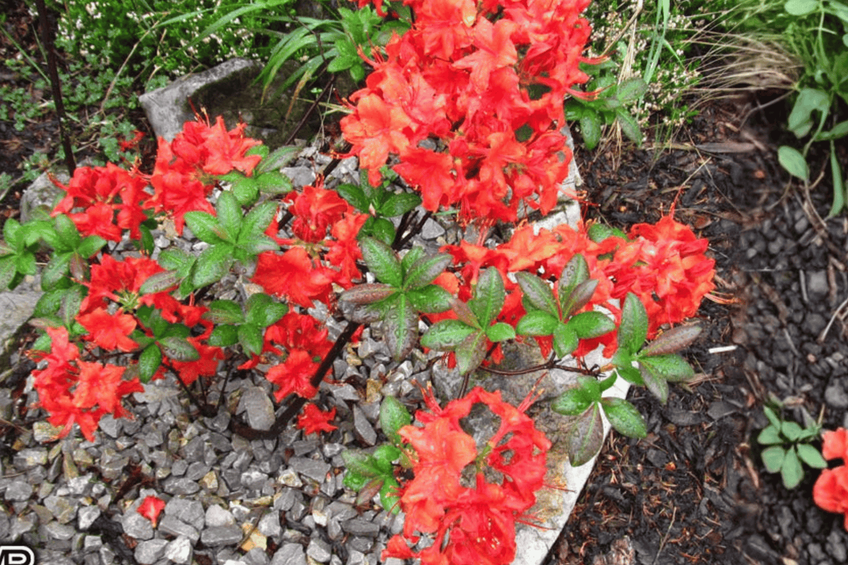 Hot Shot Azalea 1 Live Flowering Shrub, 1 Gallon – Rhododendron ‘Girard's Hot Shot’