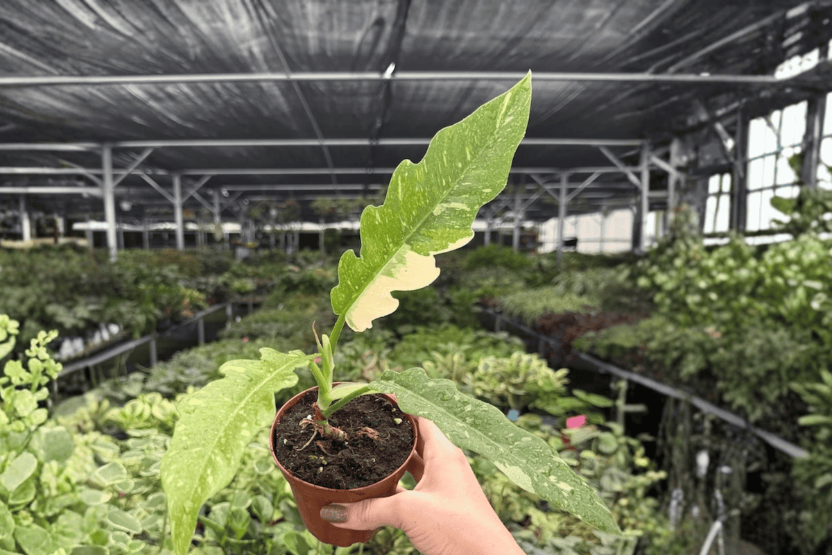 2 Exact Philodendron Ring of Fire Live Plants – 4” Pot