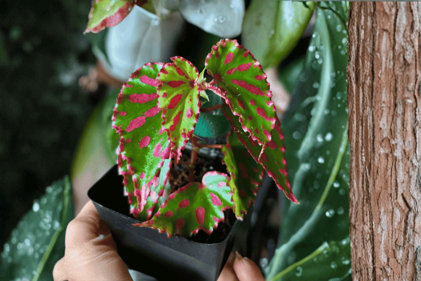 Begonia 'Pink Lava' Tissue Culture Plant – 2 Plants Bare Root – Begonia Hybrid