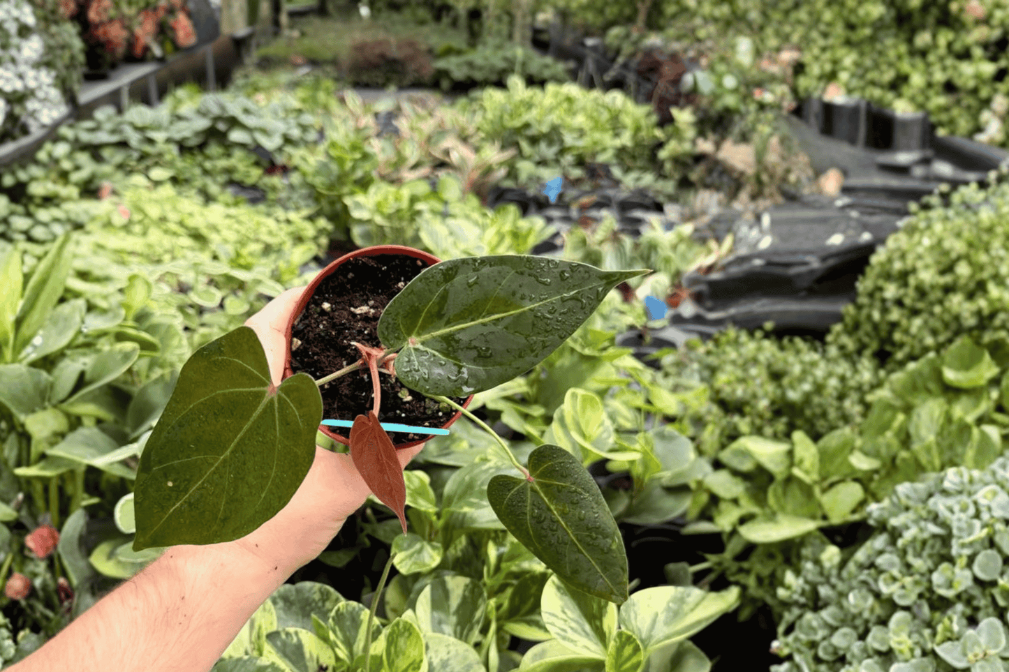 Anthurium Legend x Regale 2 Exact Live Plants – 4-Inch Pots