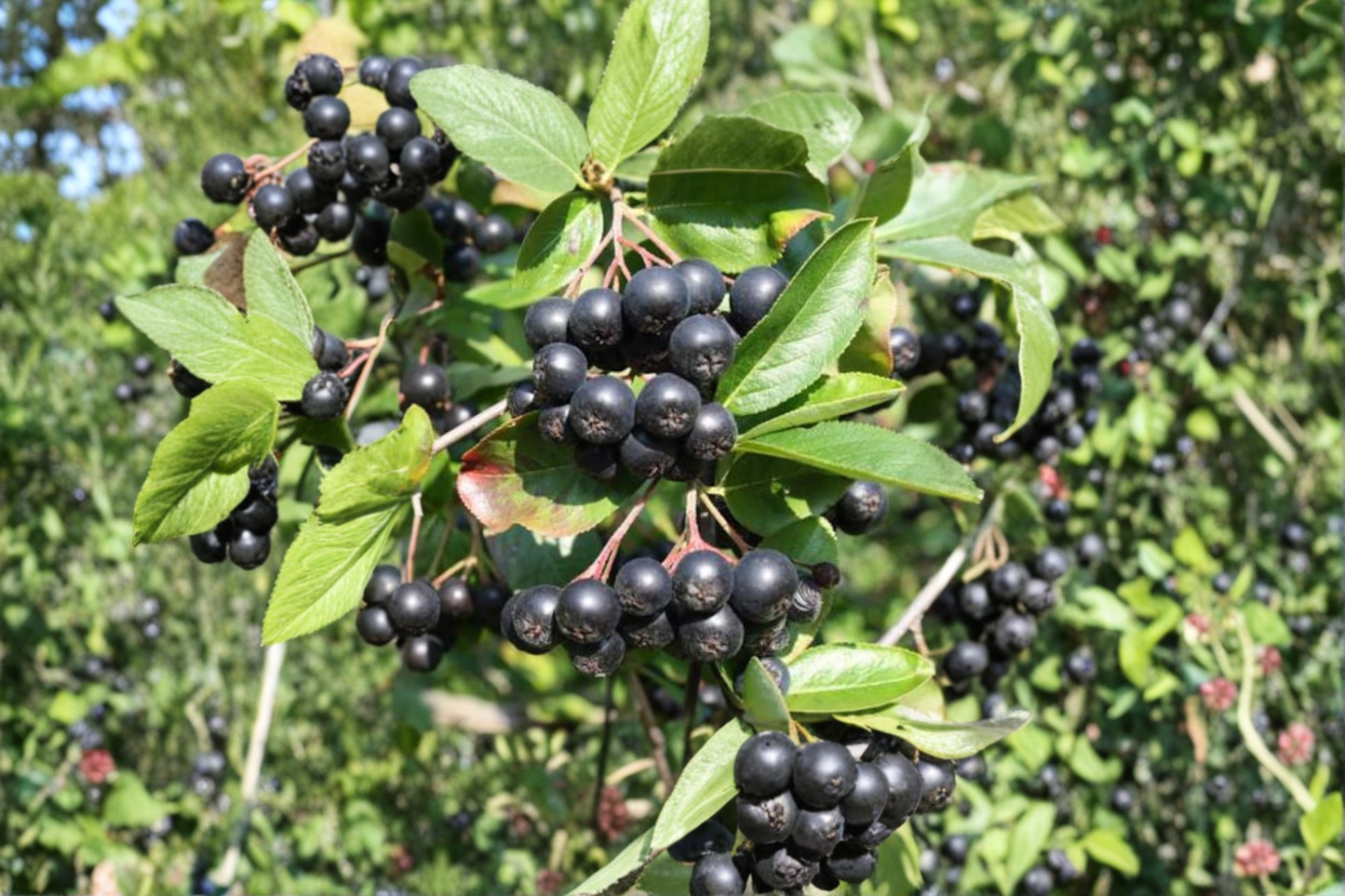 Black Chokeberry ‘Viking’ Live Plant 4 Inch Pot – Aronia melanocarpa Edible Berry Shrub White Spring Flowers Red Fall Foliage