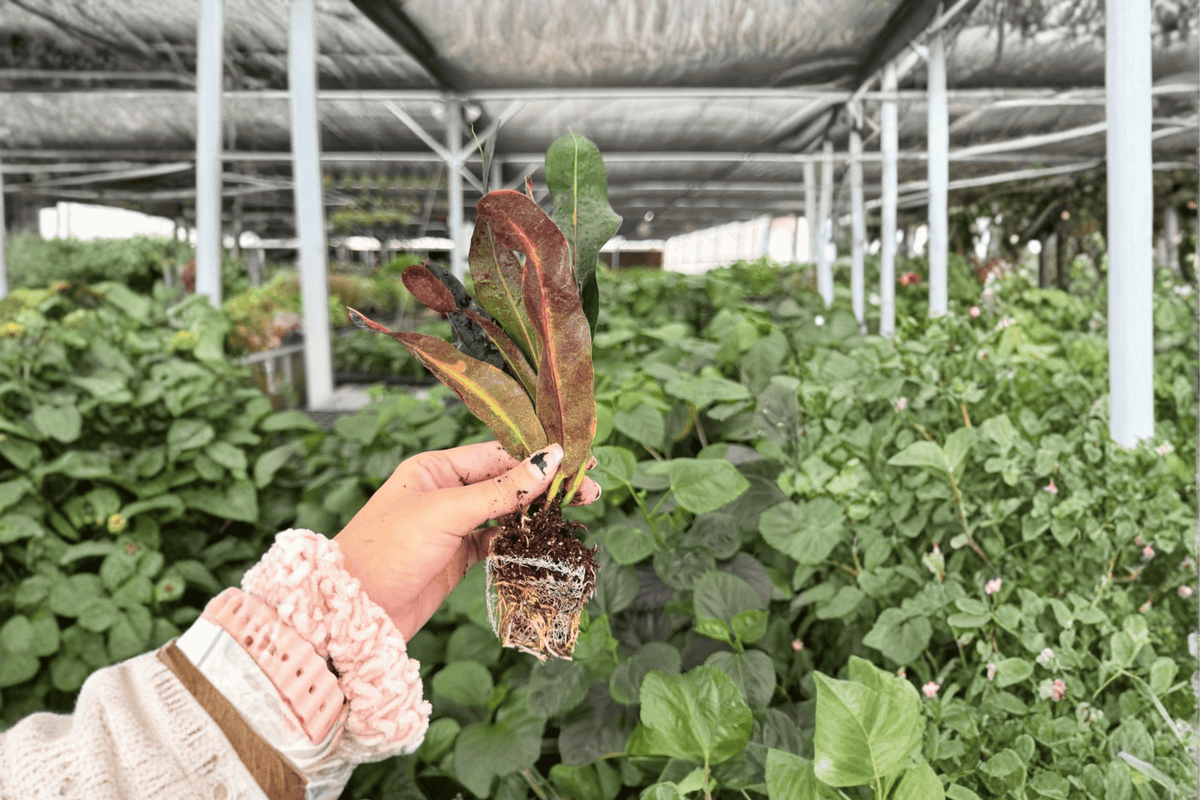 Mammy Croton 2 Exact Live Starter Plants – Codiaeum variegatum ‘Mammy’