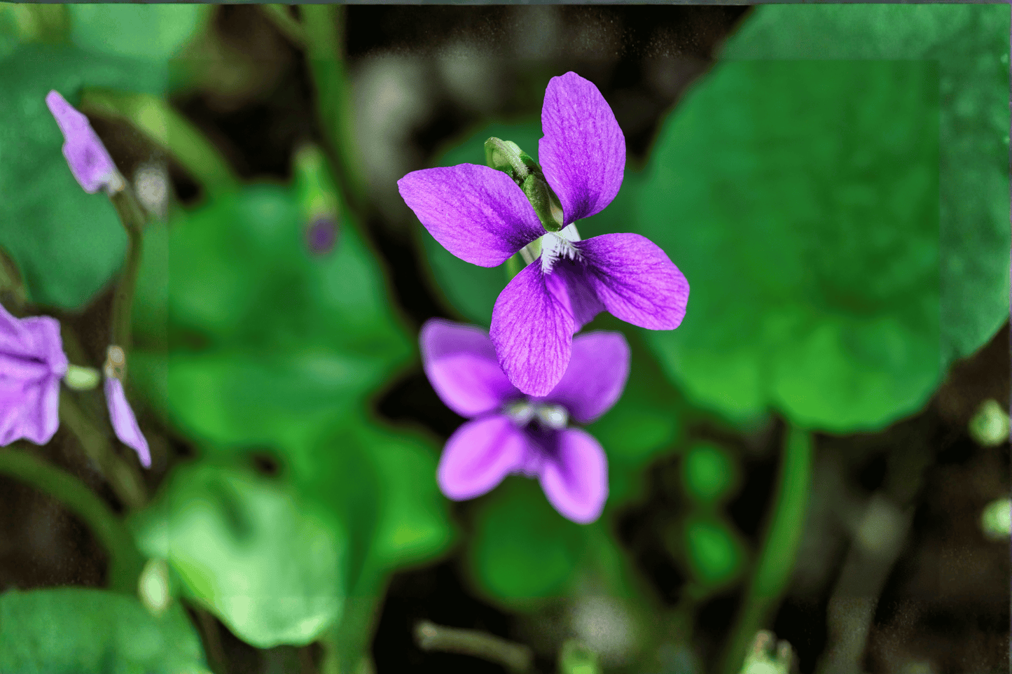 Royal Robe Sweet Violet Live Plant – 4-Inch Pot – Viola odorata 'Royal Robe'