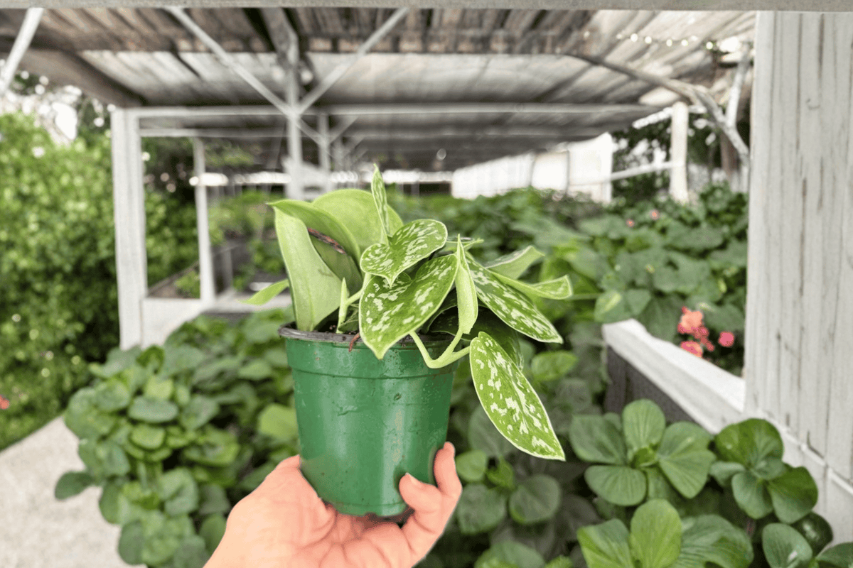 Scindapsus Silvery Anne – 2 Exact Live Plants, 4-Inch Size – Scindapsus pictus ‘Silvery Ann’