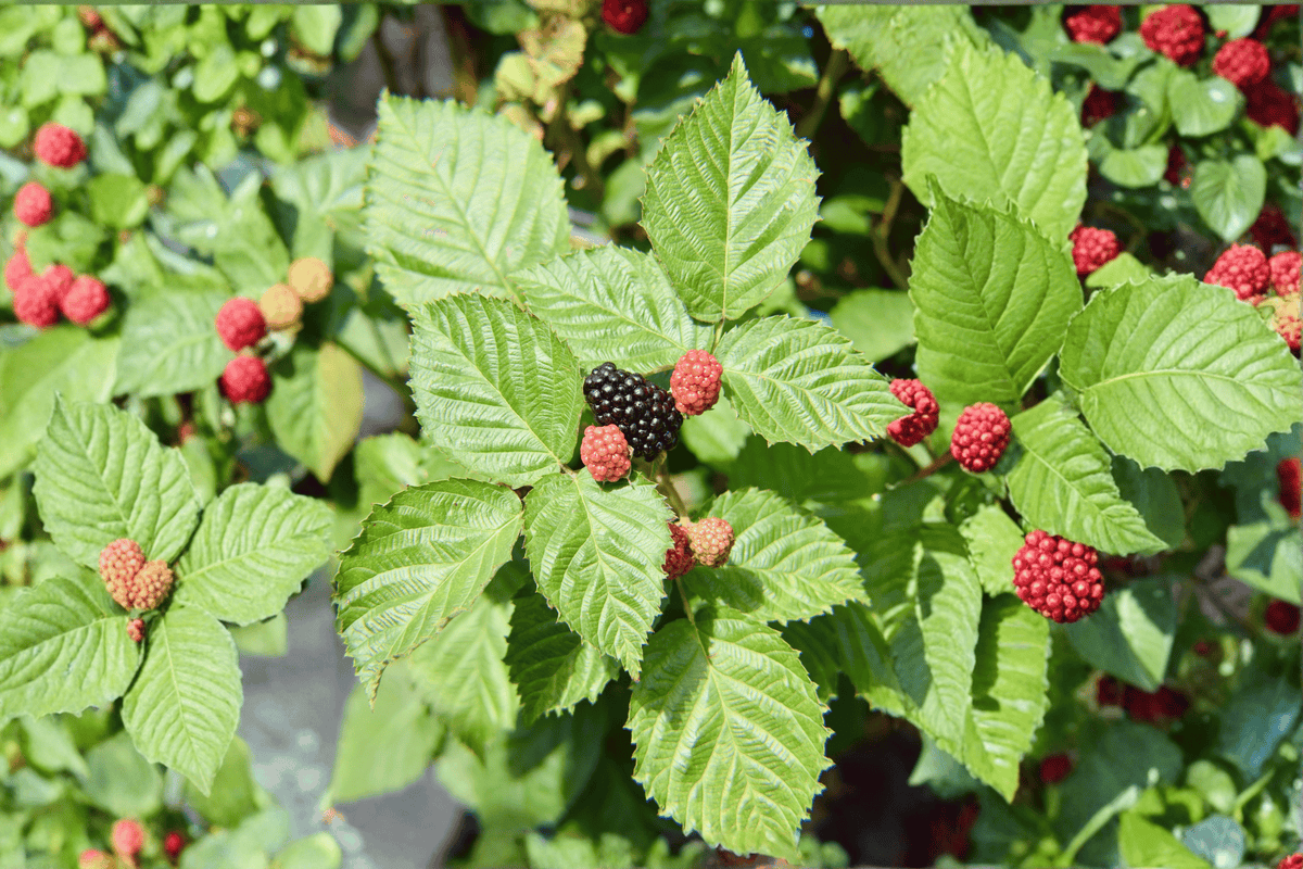 Chester Thornless Blackberry 1 Live Plant – Rubus fruticosus ‘Chester’ – 1 Gallon Pot – 12″
