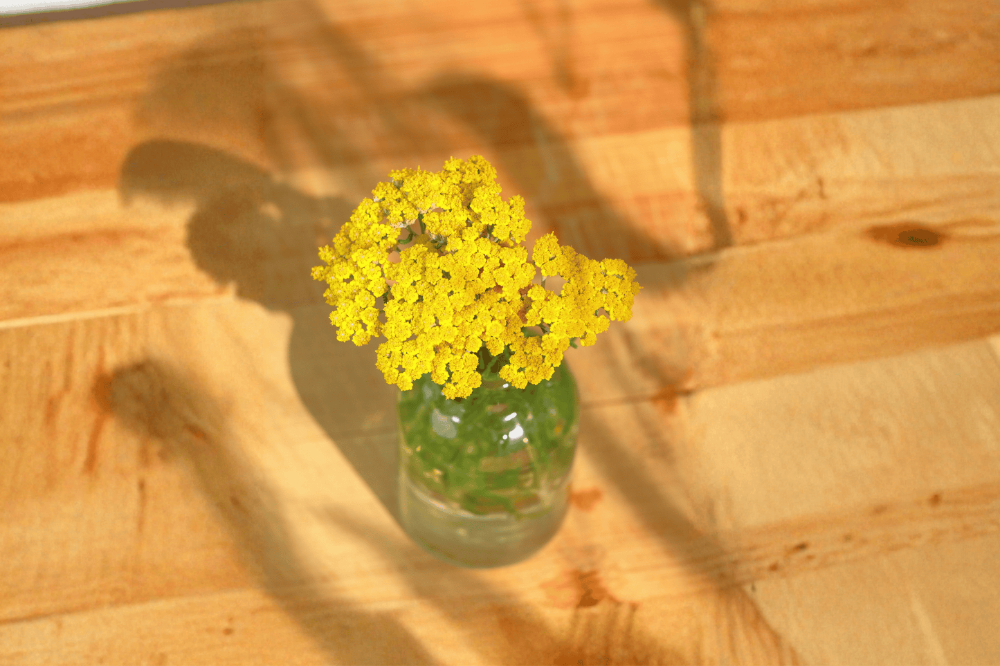 Moonshine Yarrow 1 Live Plant – 4-Inch Pot – Achillea ‘Moonshine’
