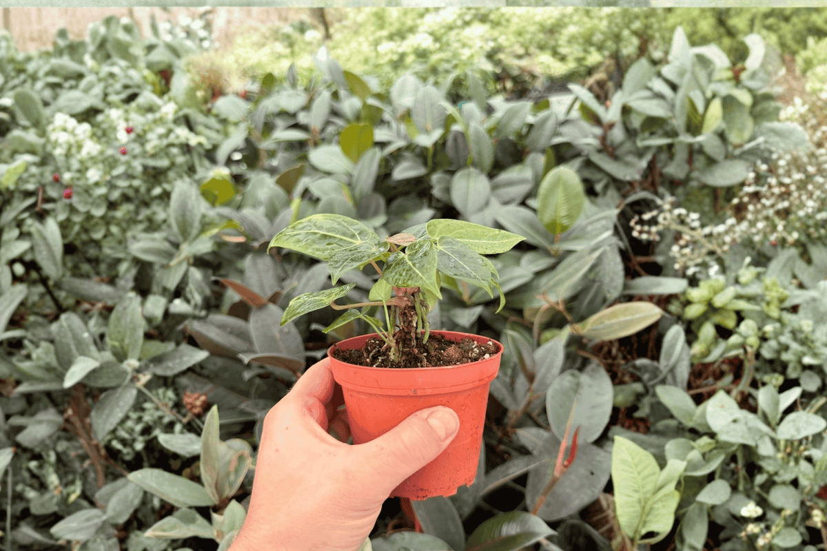 Anthurium Hoffmannii × Hulk 2 Exact Live Plants – Anthurium Hybrid 4” Size Bare Root