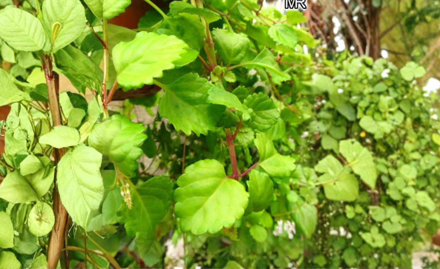 Swedish Ivy Live Plant in 4-Inch Nursery Pot – Plectranthus verticillatus