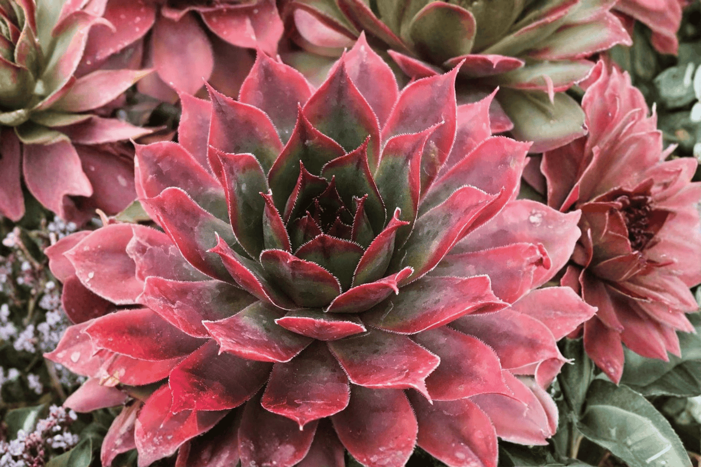 Chick Charms Autumn Apple Hens and Chicks 1 Live Plant – 4-Inch Pot – Sempervivum ‘Autumn Apple’