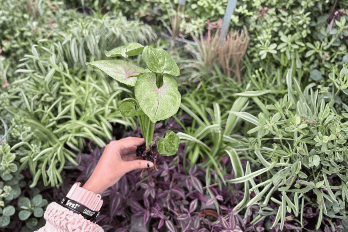 Syngonium Mango Allusion 2 Exact Live Starter Plants – Plug