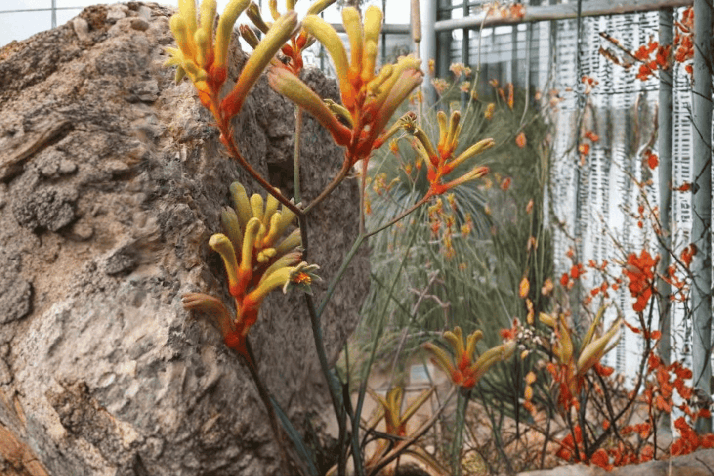 Bush Tenacity Kangaroo Paw 1 Gallon Live Plant – Anigozanthos ‘Bush Tenacity’