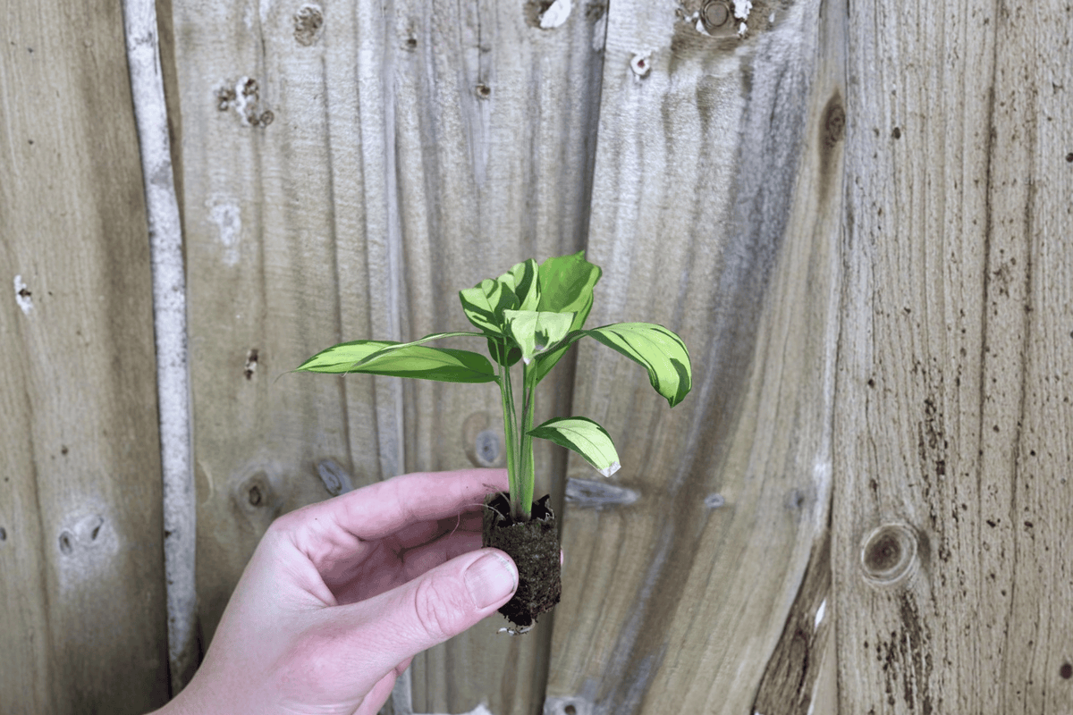 Calathea pilosa 2 Starter Plants – Live Tropical Plants