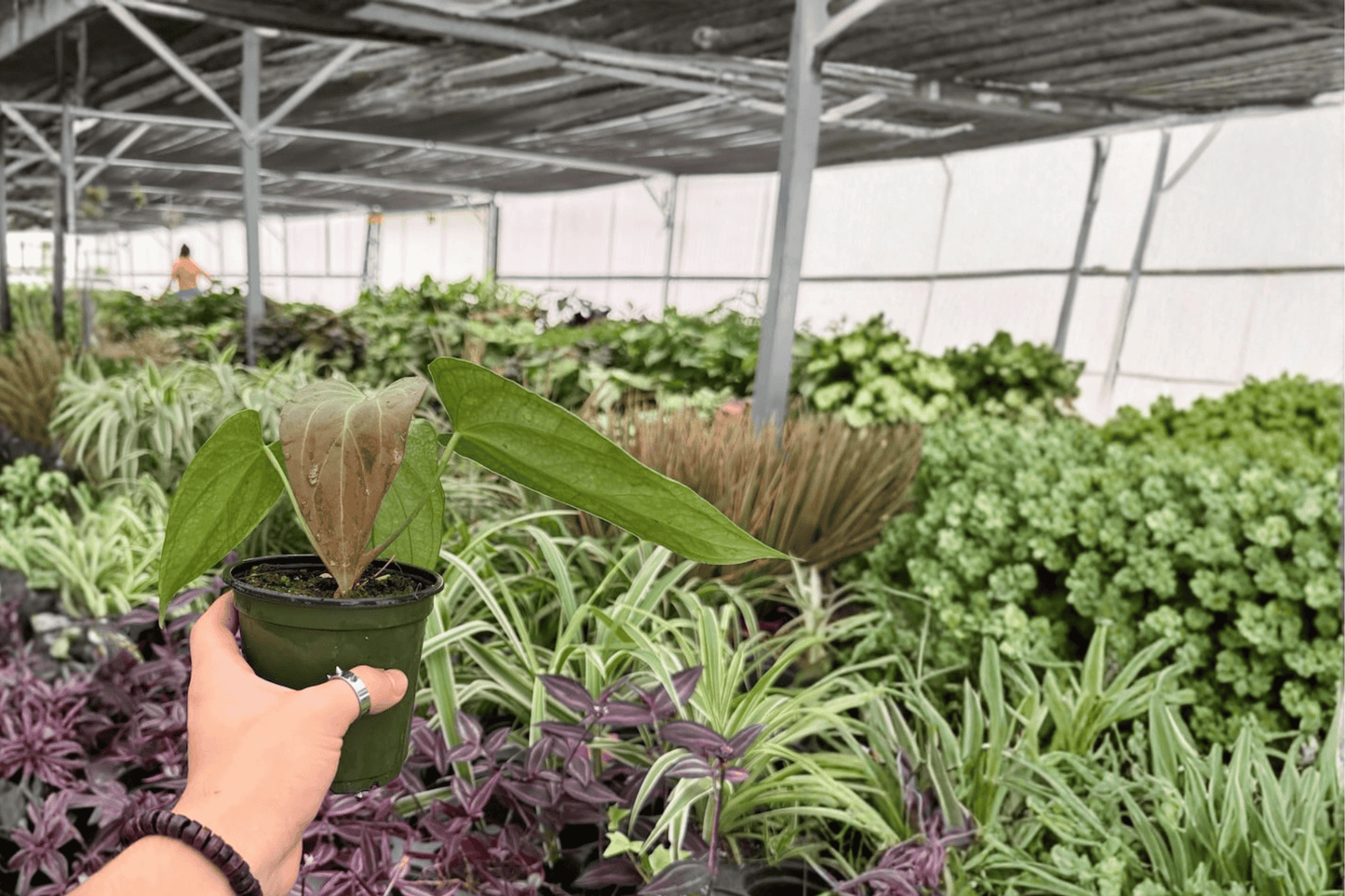 Anthurium Red Sinus x Hulk 2 Exact Live Plants – 4-Inch Pots – Anthurium Hybrid