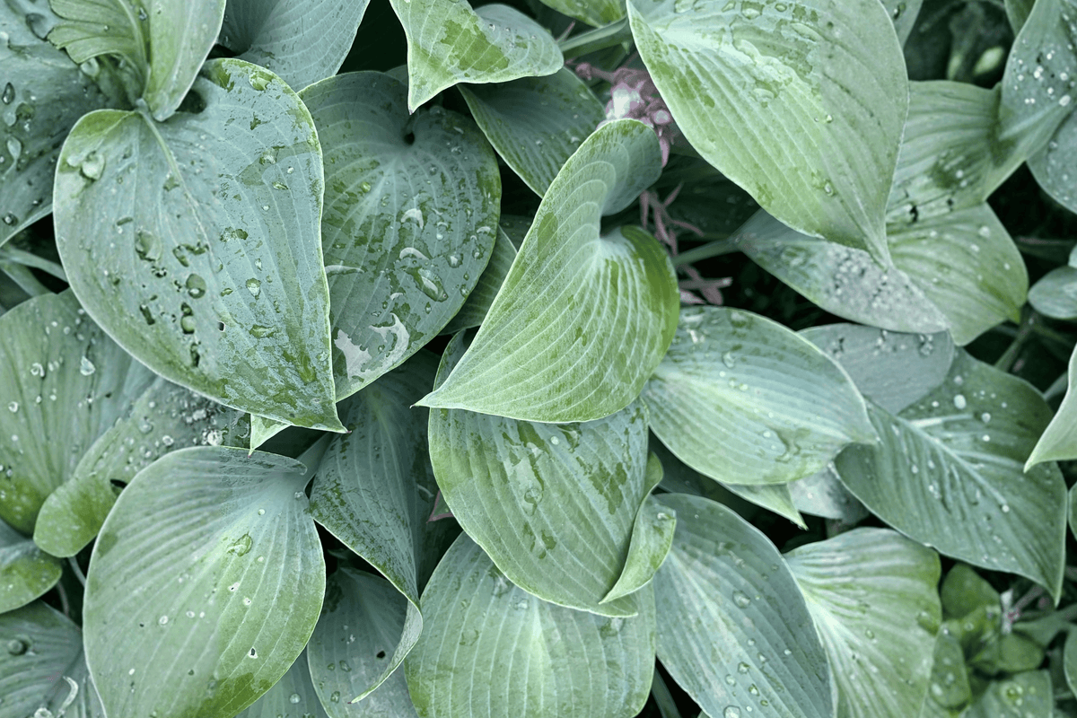 Big Daddy Plantain Lily – 1 Live Hosta Perennial, 1-Gallon Size – Hosta ‘Big Daddy’