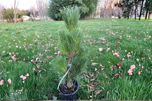 Baker Street Broom Japanese Black Pine 12 Inch Live Plant 1 Gallon Pot – Pinus thunbergii Dwarf Evergreen Bonsai Conifer