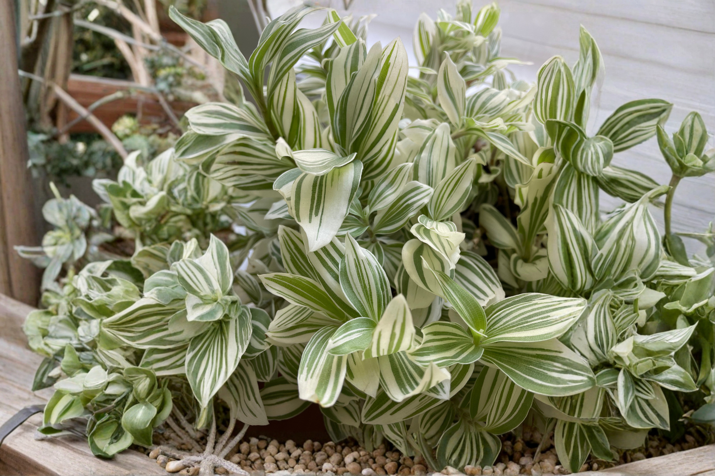 Tradescantia 'Pistachio White' Live Plant 3.5-Inch Pot – Variegated Houseplant