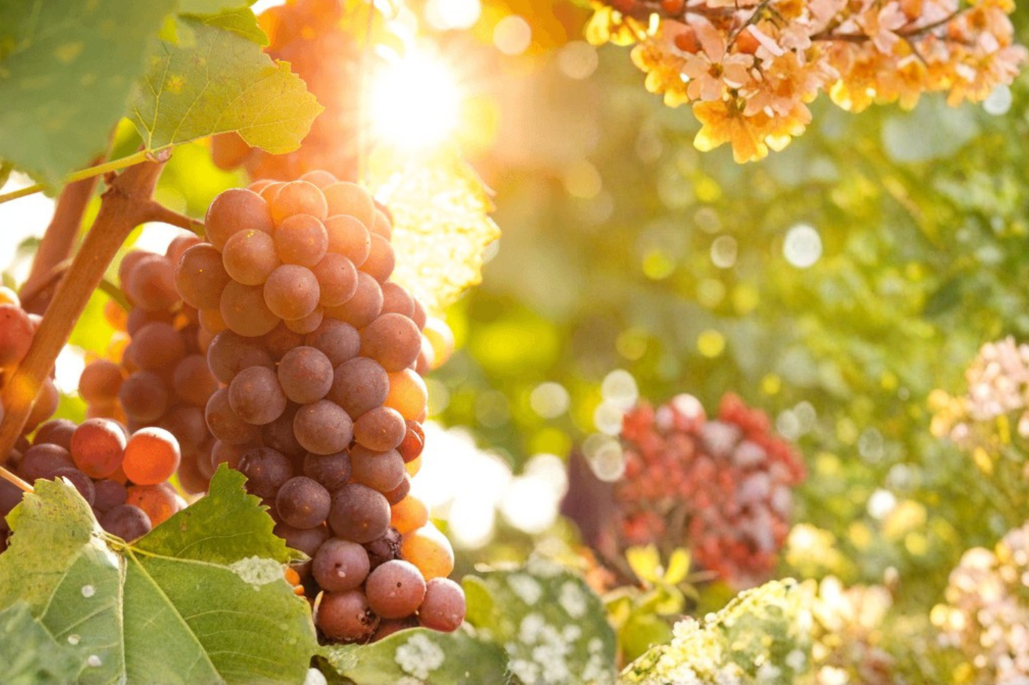 Reliance Seedless Grape 4-6 Feet Vine Plants Vines Plant Grapes Vineyards Garden