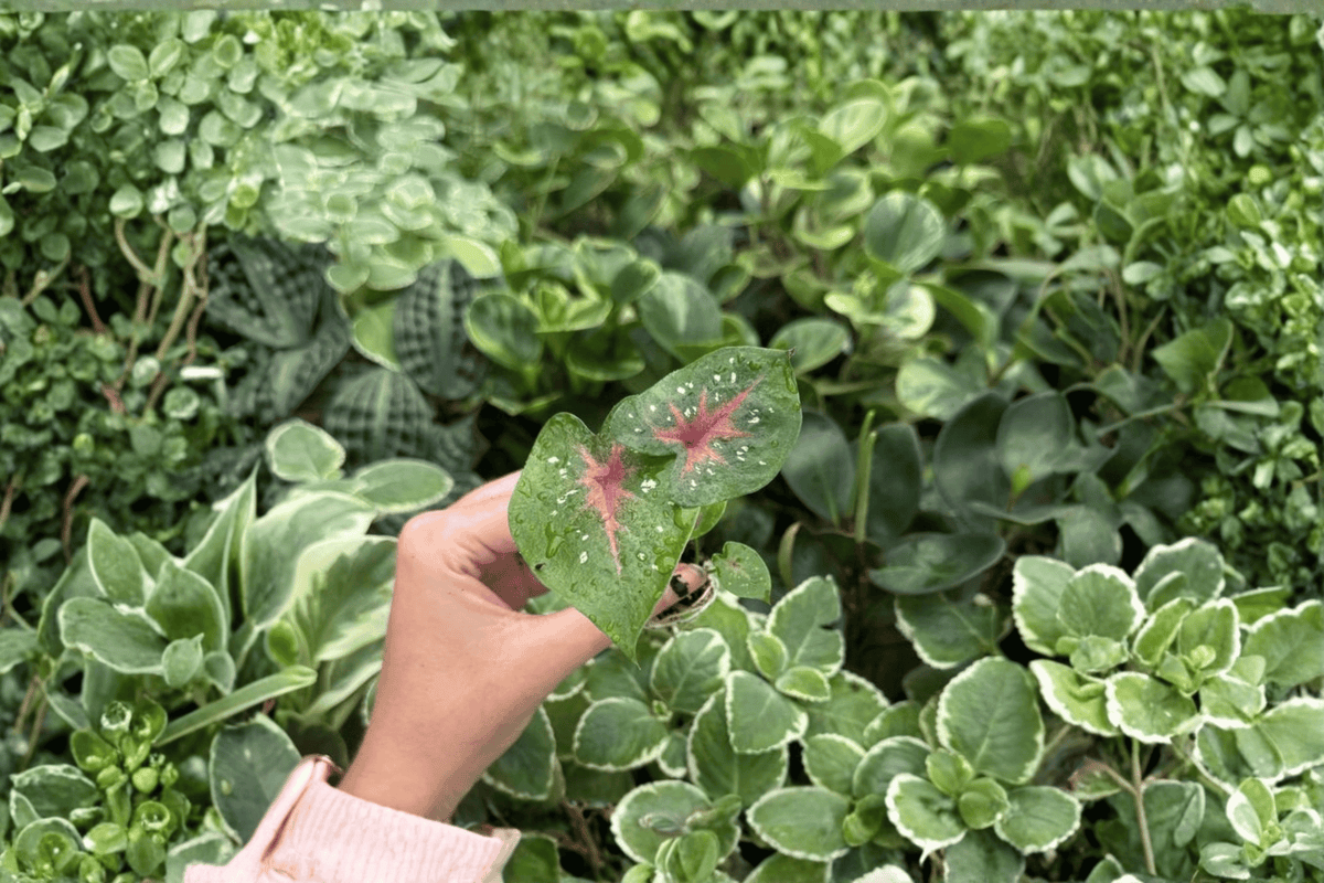 Caladium Bicolor Camilla 2 Exact Live Starter Plants – Caladium bicolor