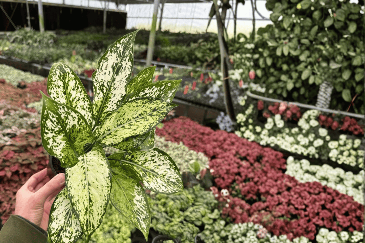 2 Aglaonema 'Wintery Winehouse' Live Plants in 4-Inch Pots – Chinese Evergreen