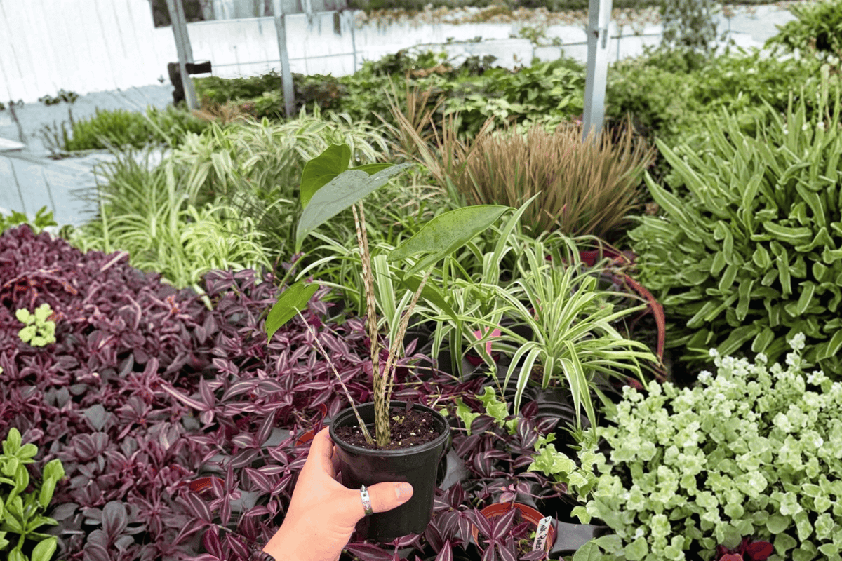 2 Exact Plant Alocasia Zebrina – Specific 4” Pot