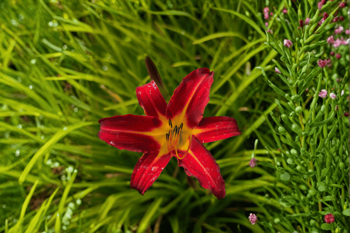 Double Pardon Me Daylily 1 Live Plant – Hemerocallis ‘Double Pardon Me’ – 1 Gallon Pot