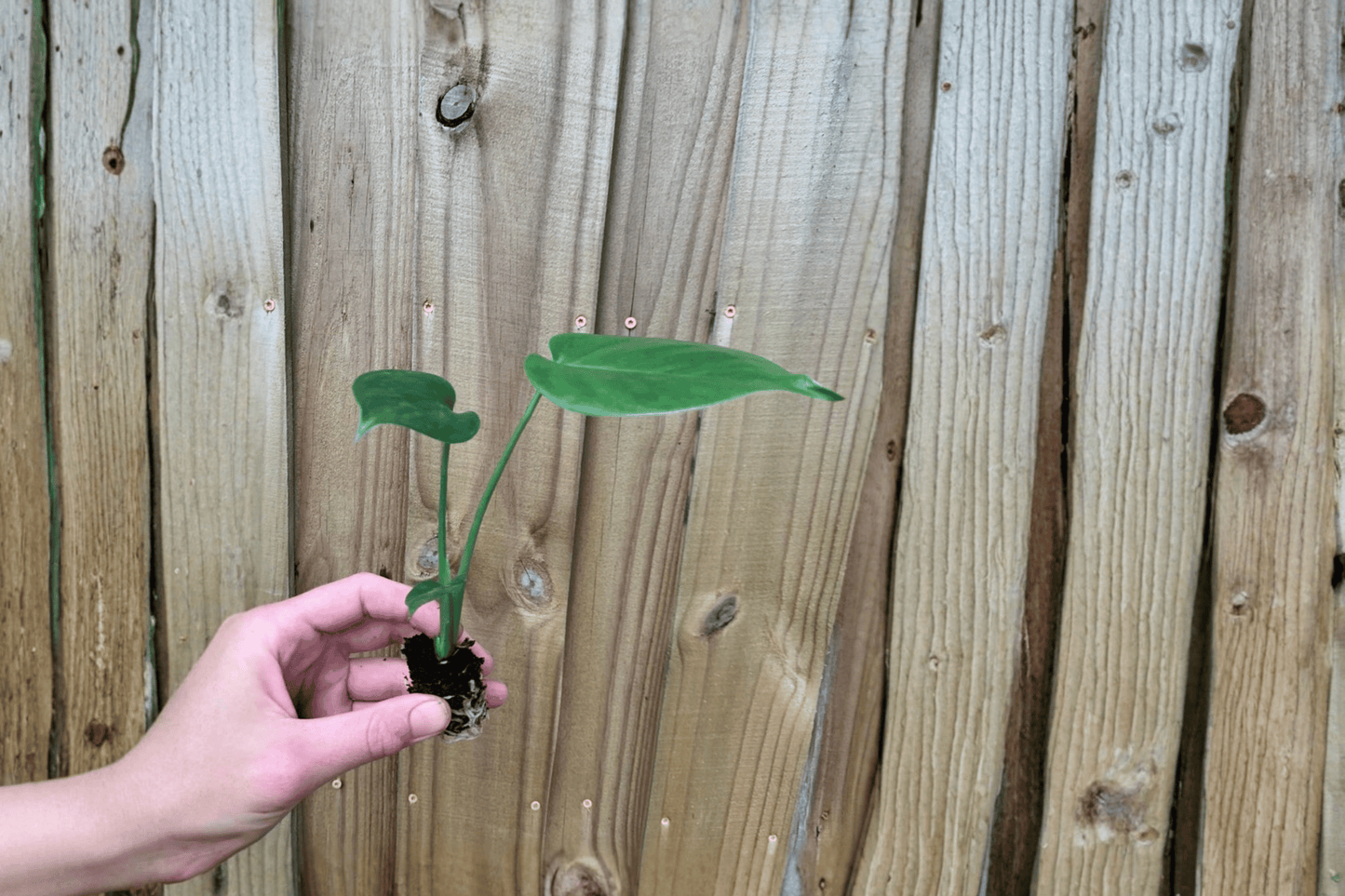 Monstera Deliciosa 'Swiss Cheese Plant' Live Starter Plant – 2 Plants Bare Root – Monstera deliciosa
