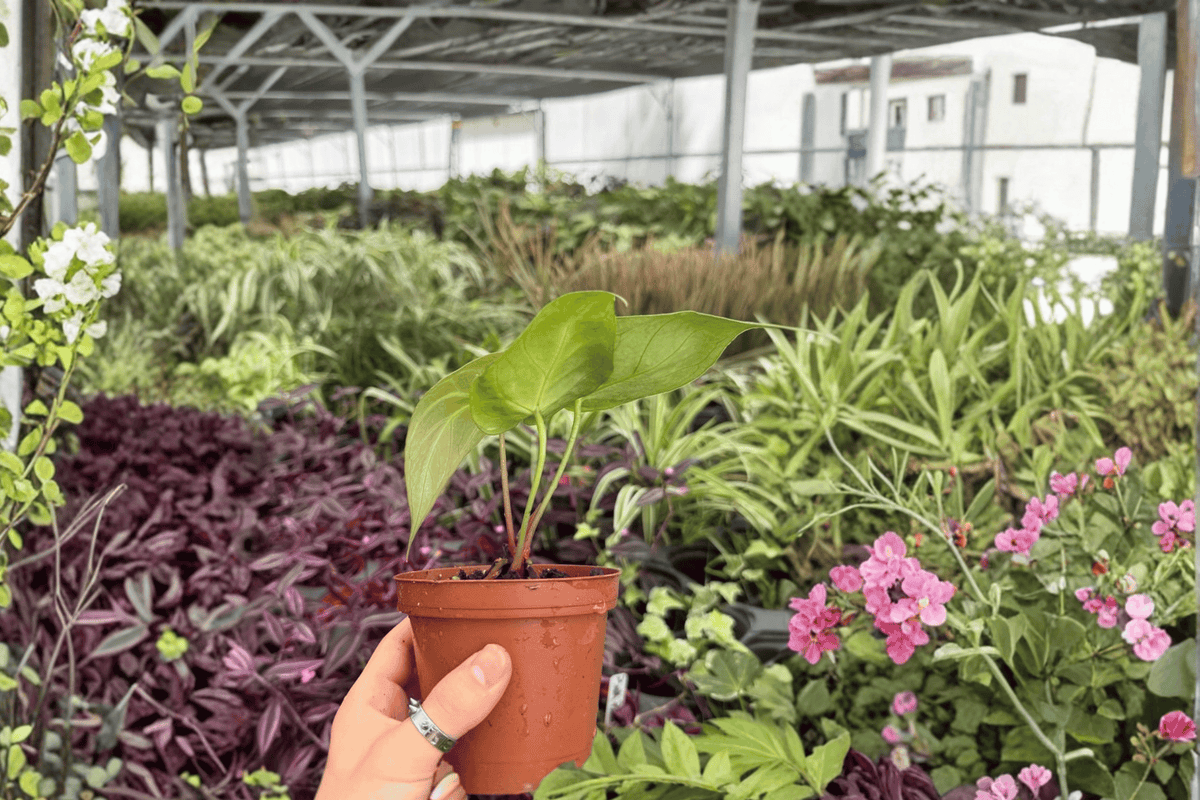 Anthurium Hoffmannii × Green Mamba 2 Exact Live Plants – 4-Inch Pots – Anthurium Hybrid