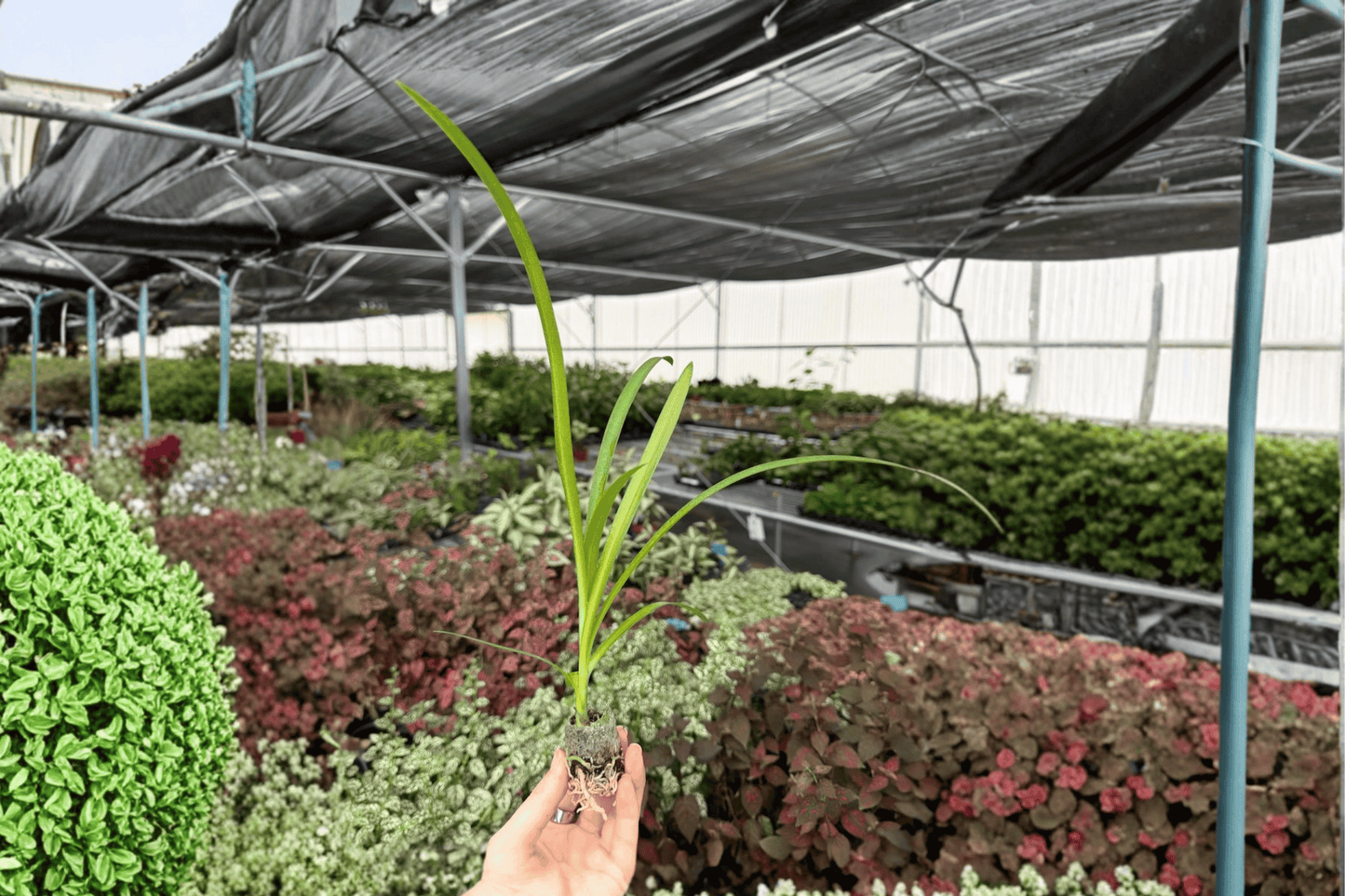 Agapanthus Storm Cloud 2 Live Starter Plants – Agapanthus ‘Storm Cloud’