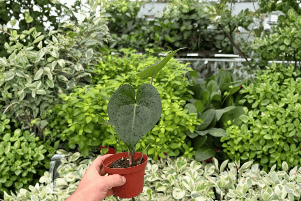 Anthurium Clarinervium Hybrid 2 Exact Live Plants – 4” Size Bare Root