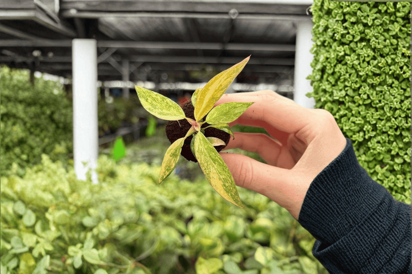 Philodendron ‘Orange Princess’ 2 Exact Live Starter Plants – Rooted Plugs