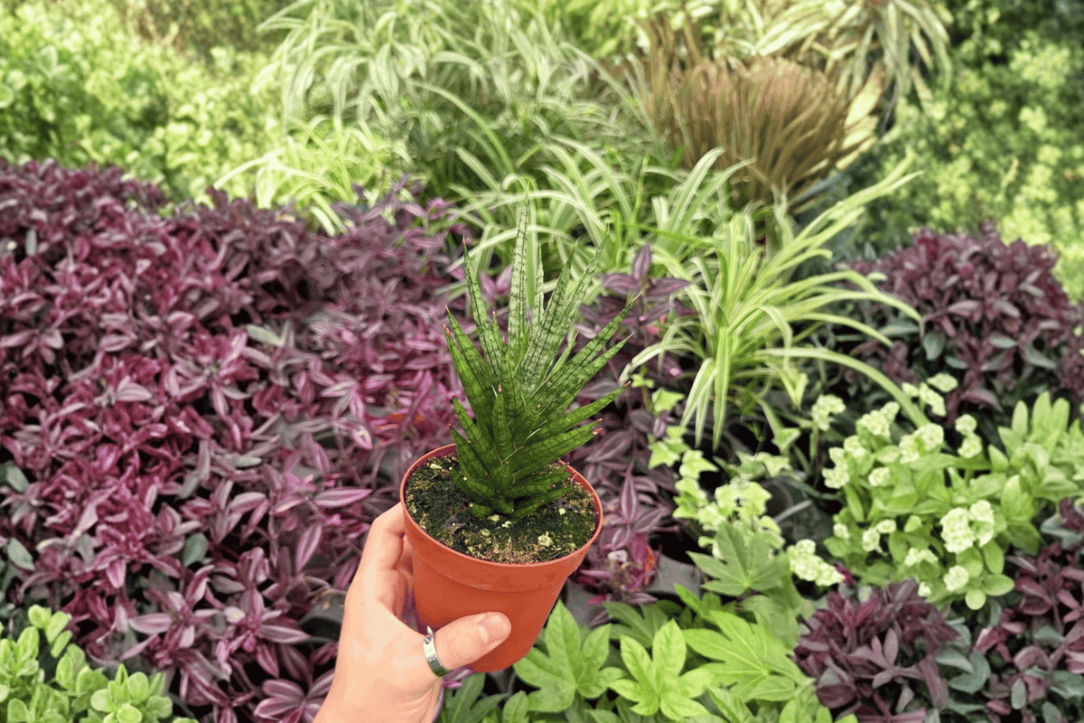 Sansevieria Francisii 2 Exact Live Plants – Dracaena francisii 4” Size Bare Root