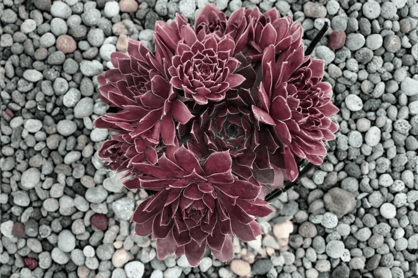 Chick Charms Chocolate Kiss Hens and Chicks 1 Live Plant – 4-Inch Pot – Sempervivum ‘Chocolate Kiss’