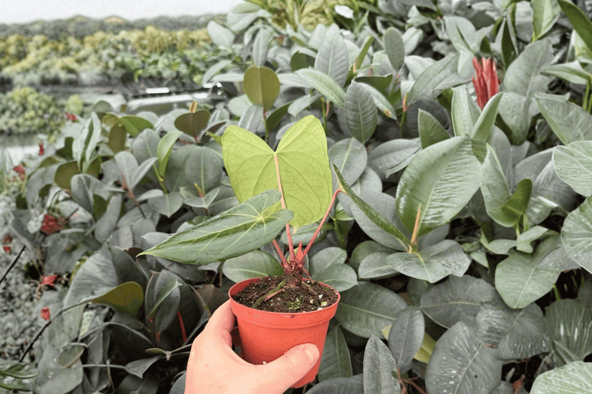 Anthurium Xone × Dressleri 2 Exact Live Plants – Specific 4” Size