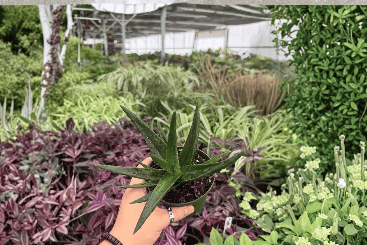 Aloe Black Gem 2 Exact Live Plants – Specific 4-Inch Pots – Aloe ‘Black Gem’