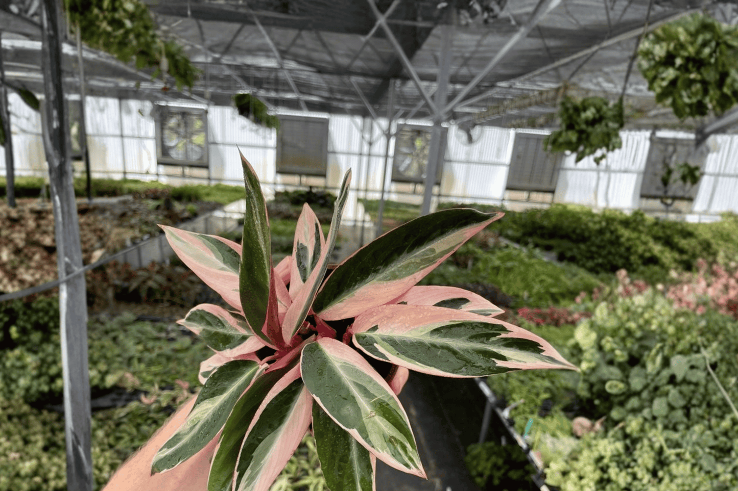2 Stromanthe Triostar Live Plants – 4-Inch Pots – Stromanthe sanguinea 'Triostar'