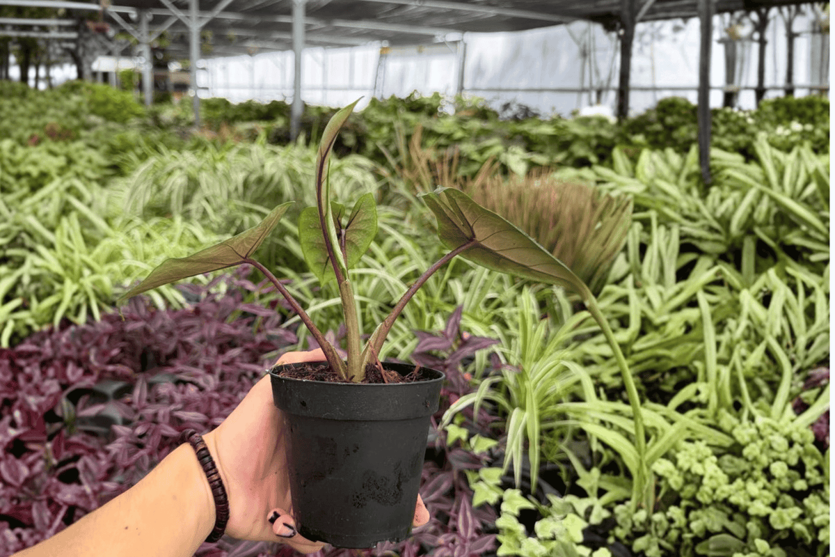 Alocasia Scalprum 2 Exact Live Plants – Alocasia scalprum Specific 4” Size Bare Root