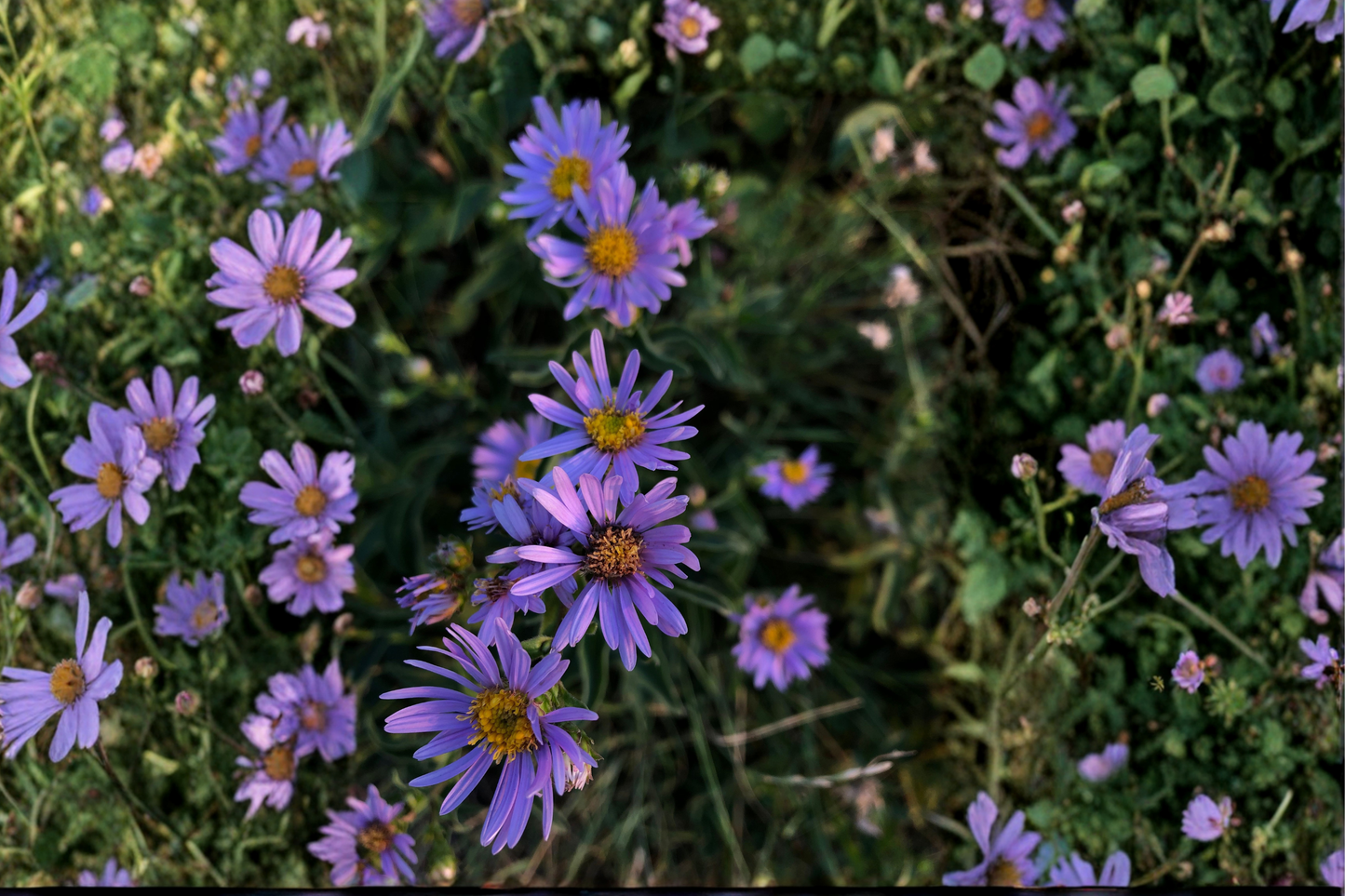 Woods Purple Aster Live Plant – Symphyotrichum 'Woods Purple'