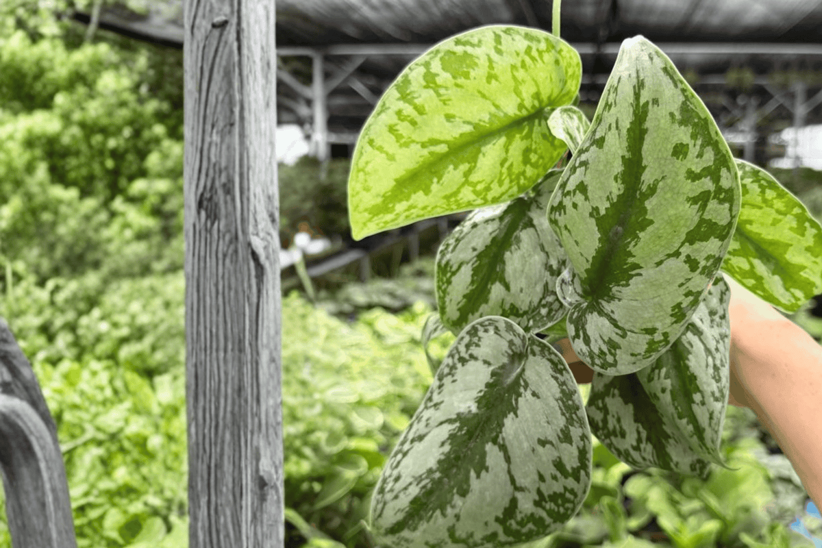 Scindapsus Exotica 2 Exact Live Plants – 4-Inch Pots – Scindapsus pictus ‘Exotica’